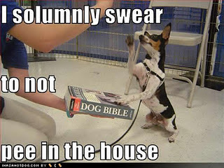 Funny DOG Pictures