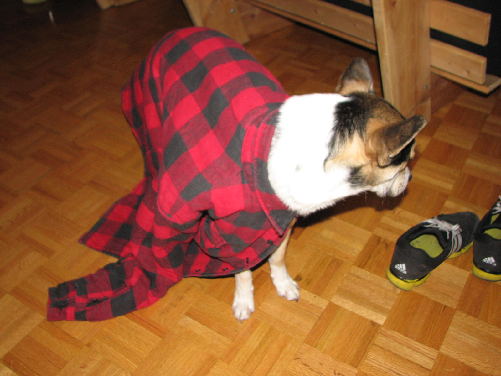 Designer & Dreamer DIY Dog Winter Jacket