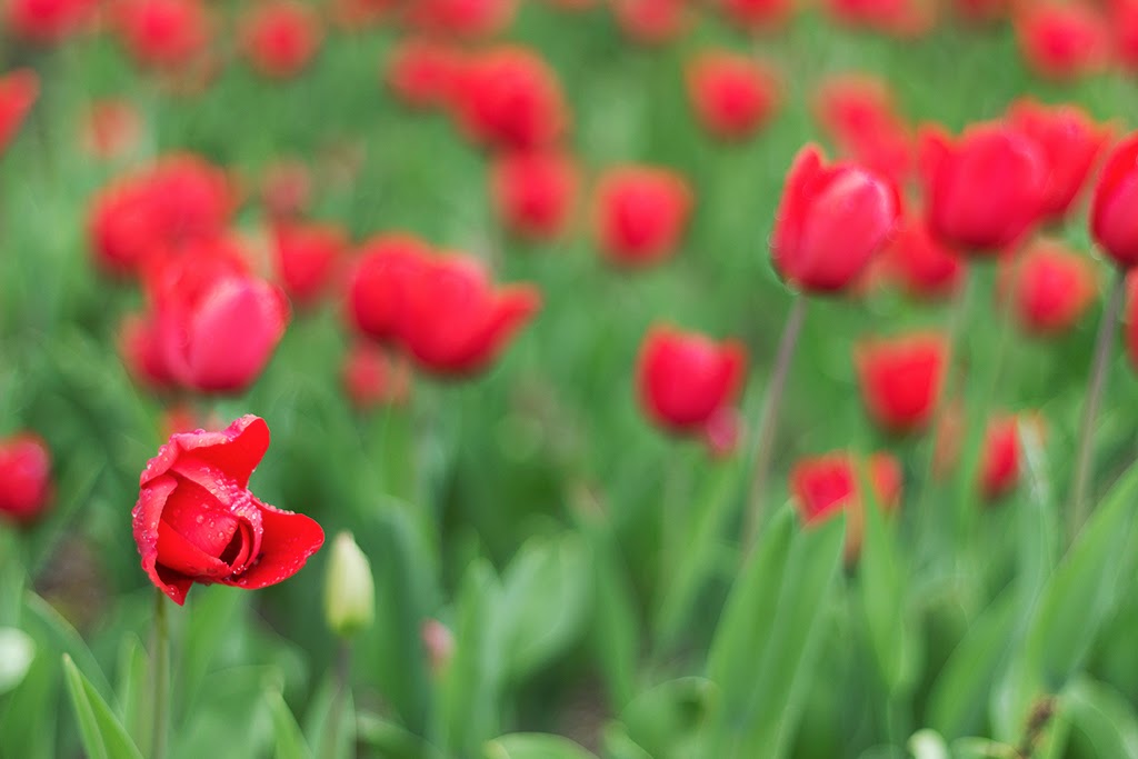 Fotografía de flores botánico Madrid Tulipanes botánico Madrid
