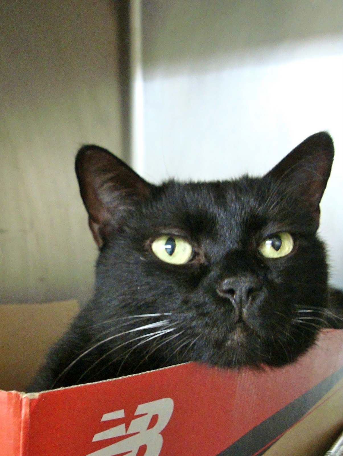 Shelter Report Simple Cat Kennel Enrichment Ideas