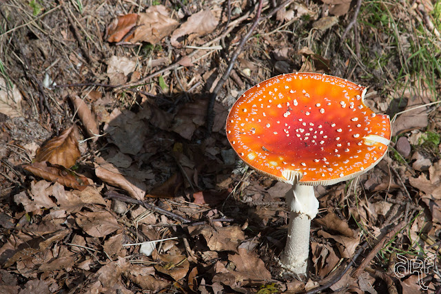 fly agaric toad stool