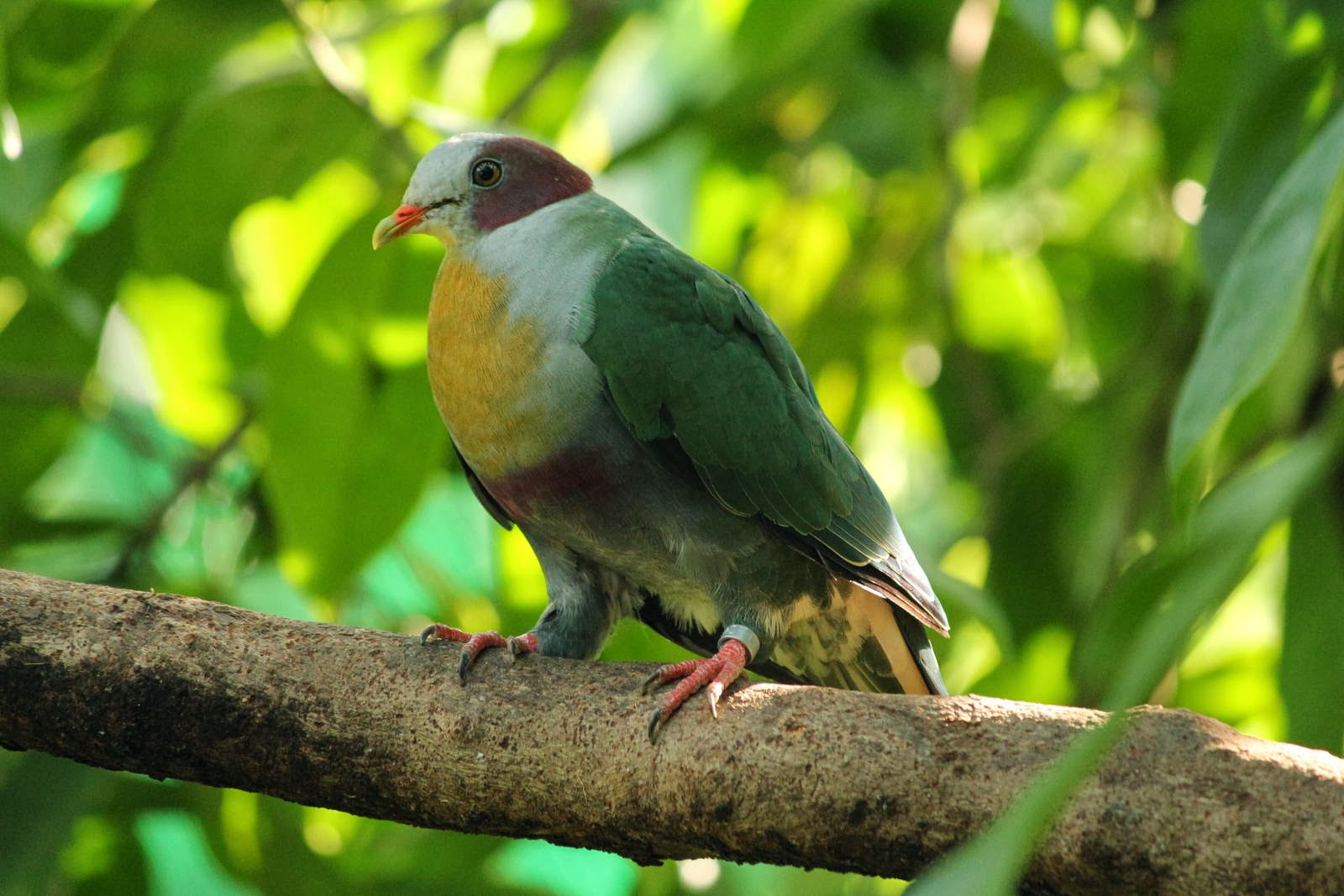 Memory Record of Fruit dove Picture Record