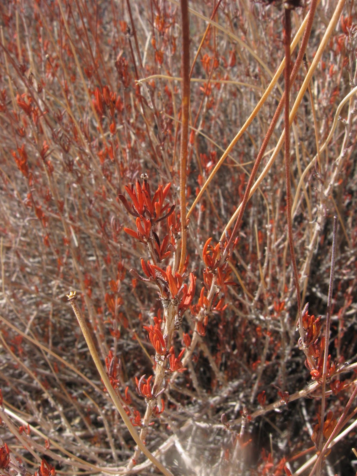 sb high desert plants