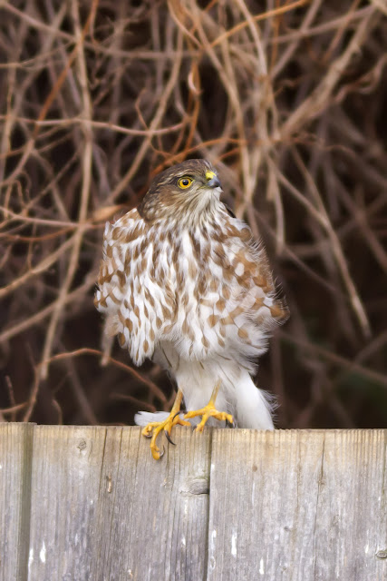 Female Coopers Hawk Female Coopers Hawk in St. Catharines Backyard