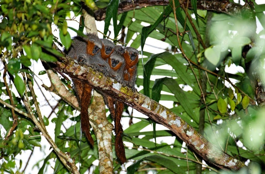 http://sciencythoughts.blogspot.co.uk/2015/03/a-new-species-of-titi-monkey-from.html