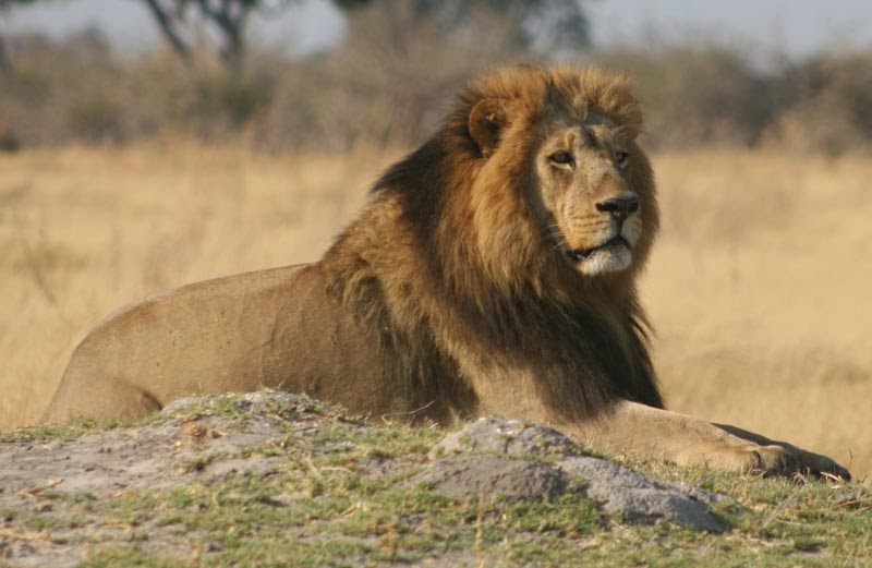 alpha lion alpha lion