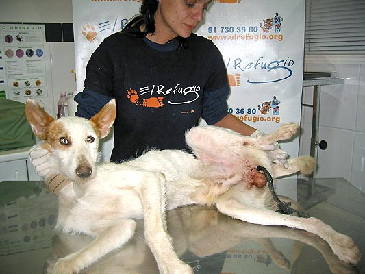 GENTE POR LOS ANIMALES gente por los animales: