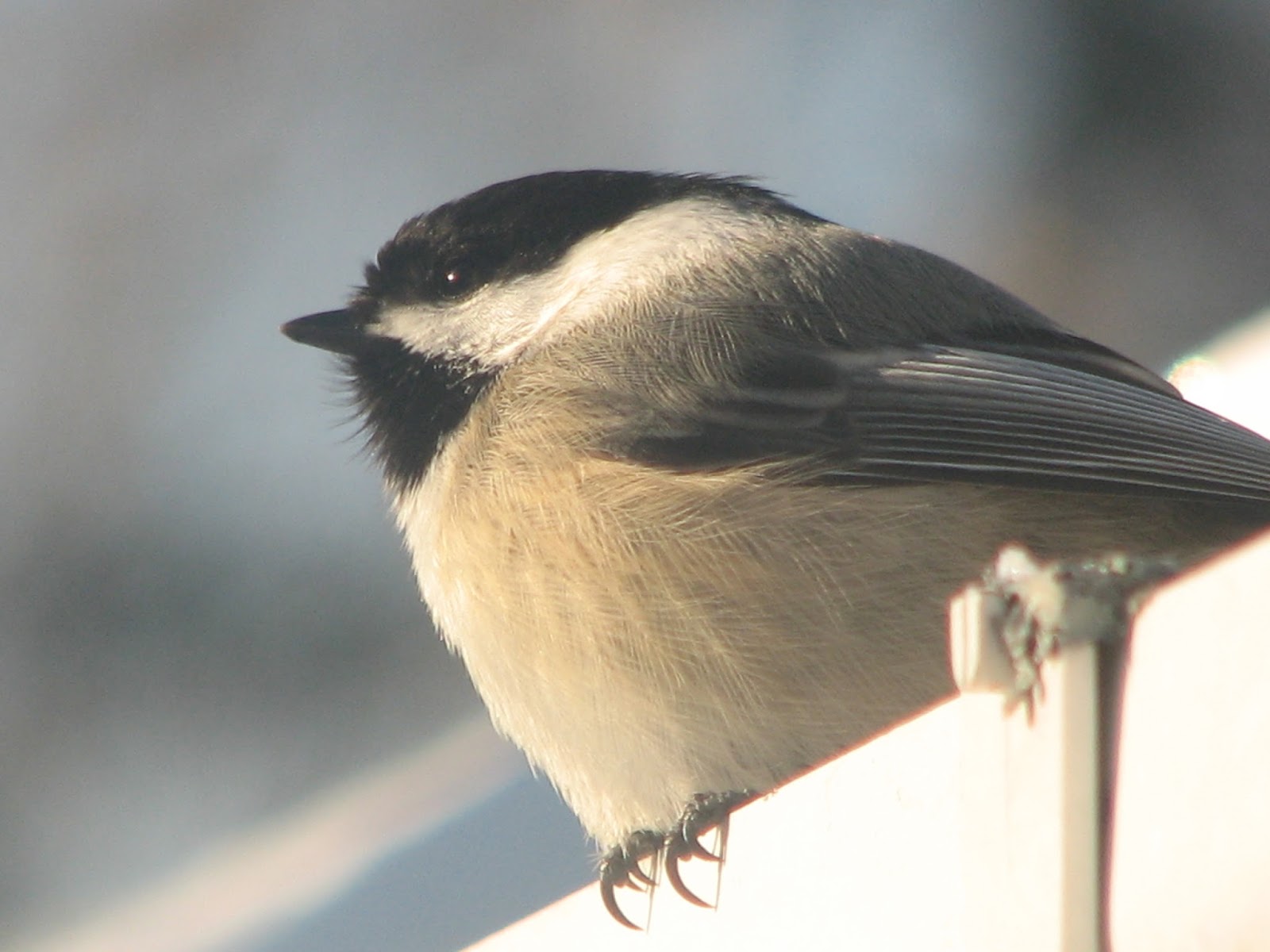 Birds in South Burlington, Vermont Backyard Bird Photos South