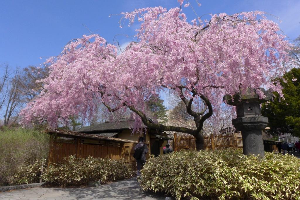 阿畢的天空 紐約布魯克林植物園 日本庭園賞櫻