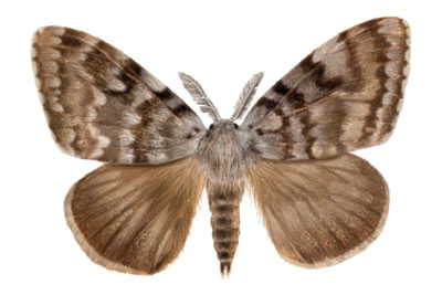 PITUFOS Y FLORES: MARIPOSAS DIURNAS Y NOCTURNAS PITUFOS Y FLORES: MARIPOSAS DIURNAS Y NOCTURNAS