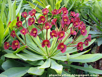 Euphorbia atropurpurea