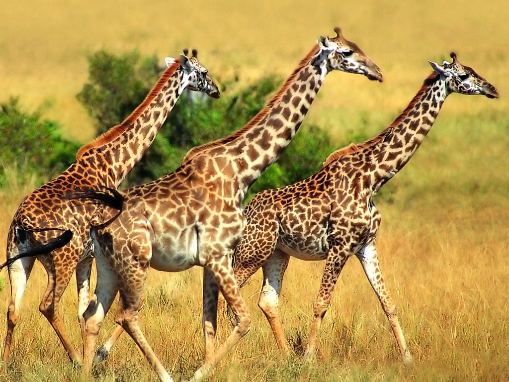 animals wallpapers animals wallpapers