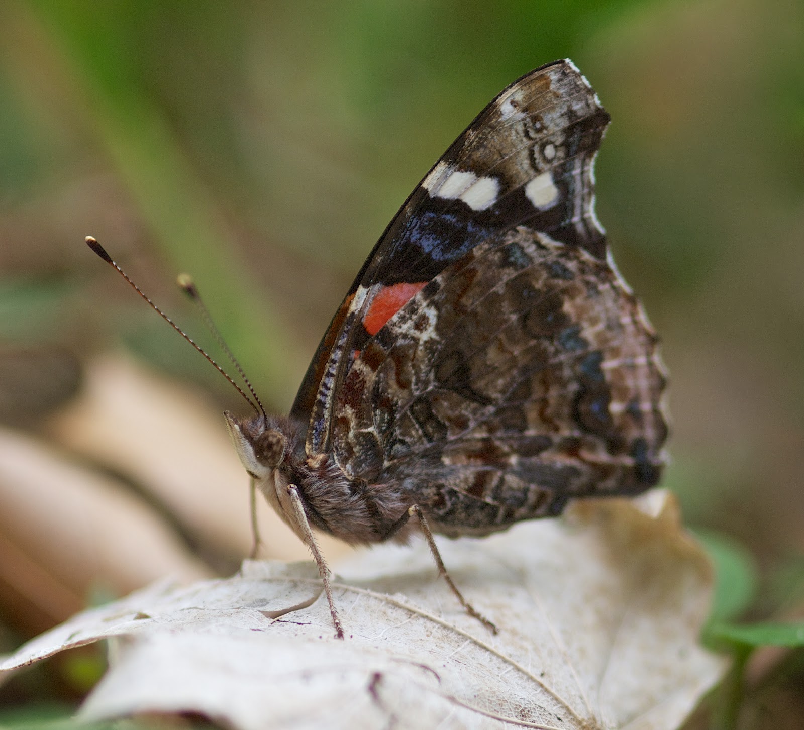 David Marvin Photography Lansing, Michigan Butterfly Camouflage