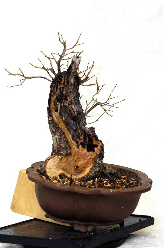 Cerisier Bois Mort : ce jour, la ramification avance, rempotage au printemps Cerisier Bois Mort : ce jour, la ramification avance, rempotage au printemps