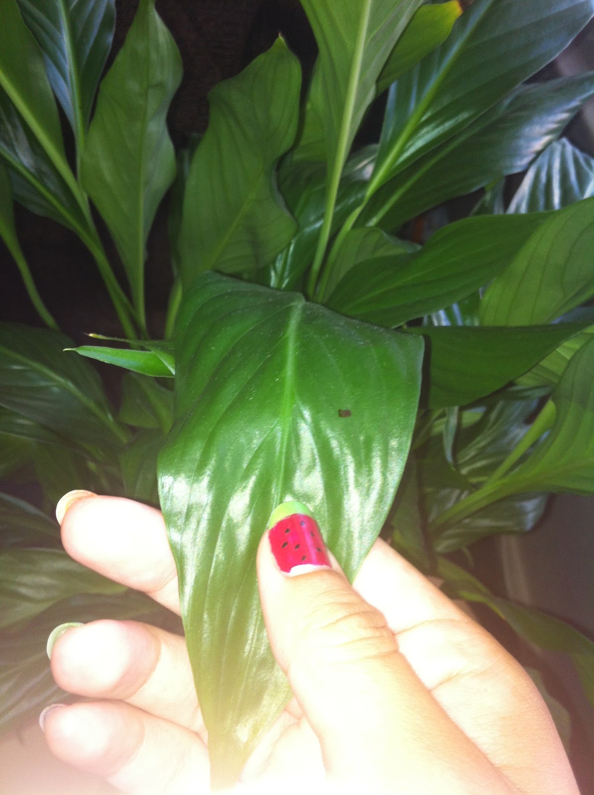 AP Biology Biological Collection Cuticle Layer of a Plant