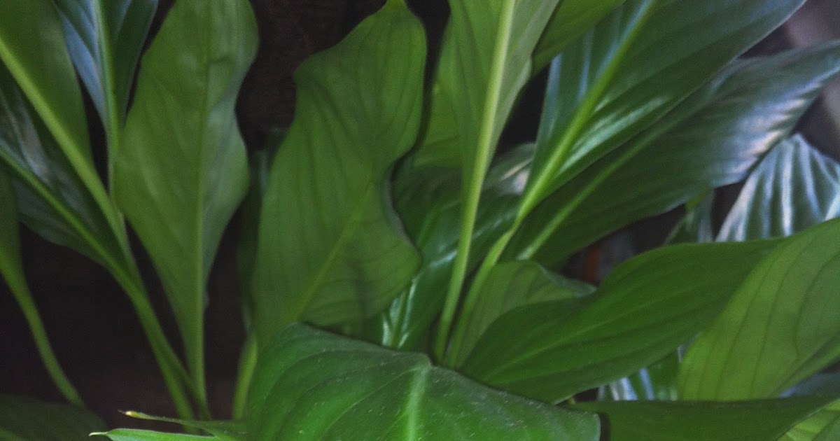 AP Biology Biological Collection Cuticle Layer of a Plant