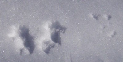 large and small squirrel tracks