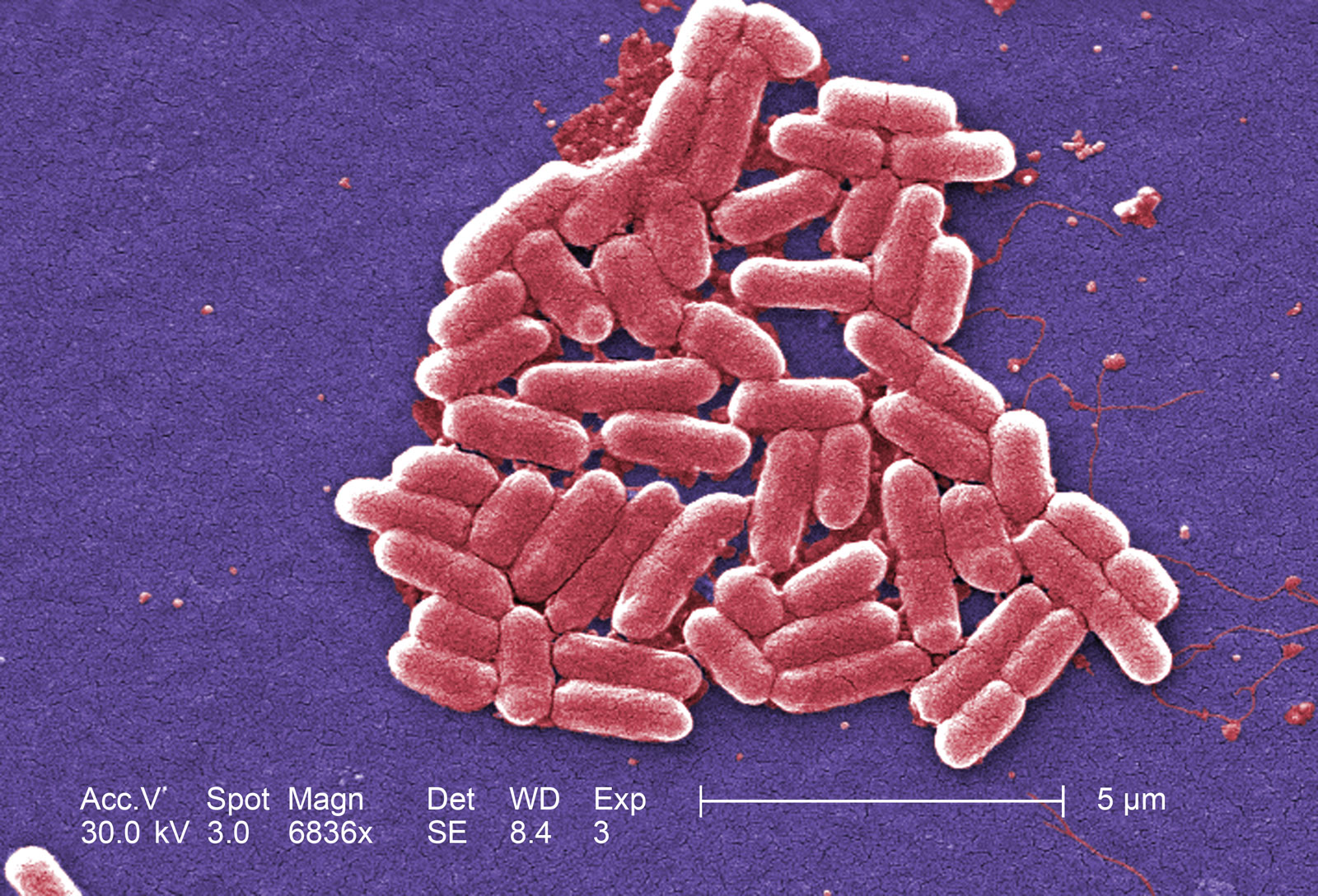 Микробиология бактерий. Биополе бактерий