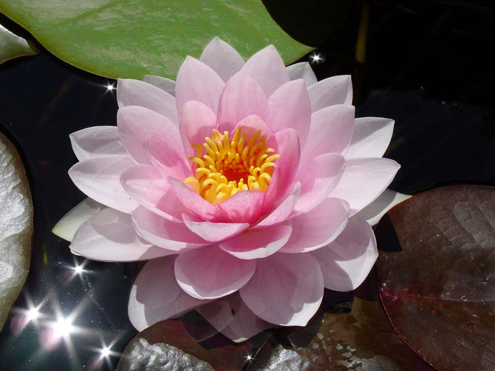 Wallpapers  Water Lily Wallpapers