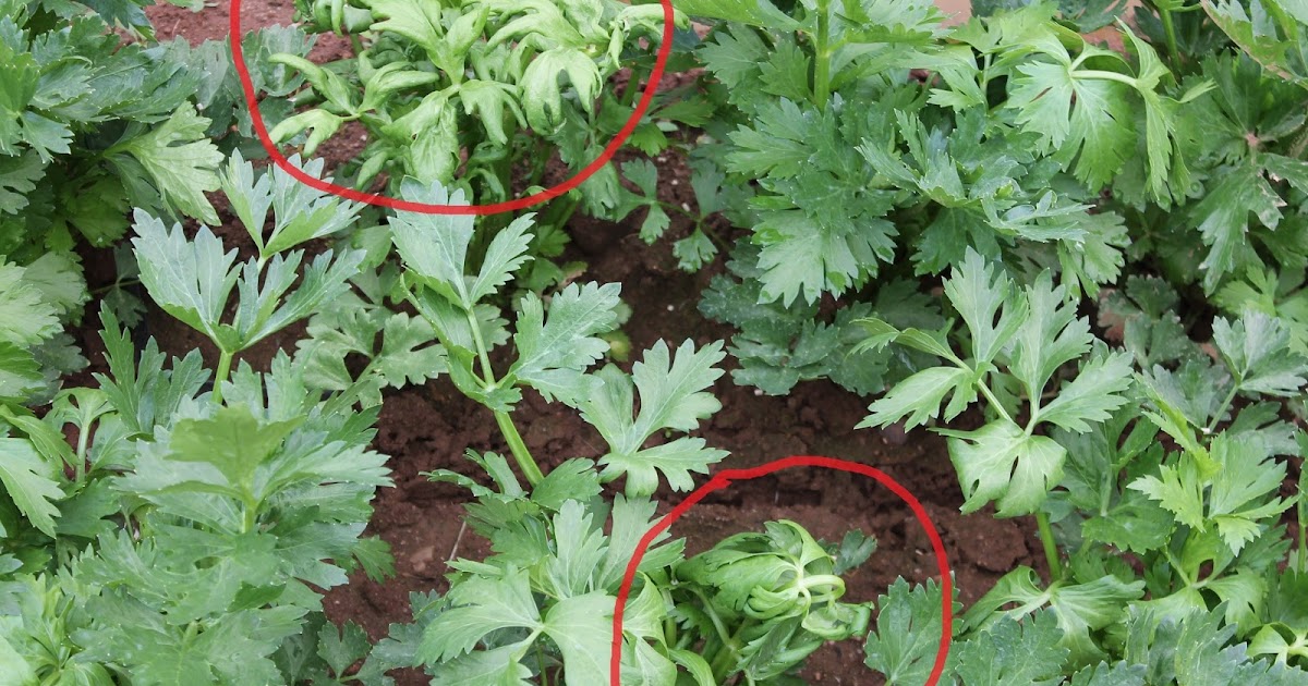 Nova Scotia Vegetable Blog Leaf Curl A celery disease