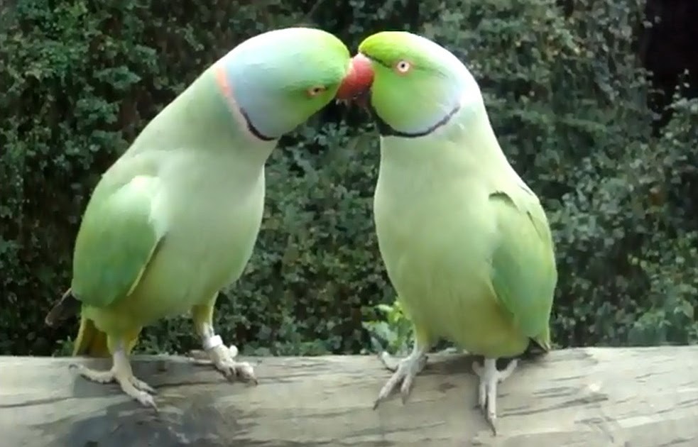 Video Collection Green Parrots Talking & Kissing Together