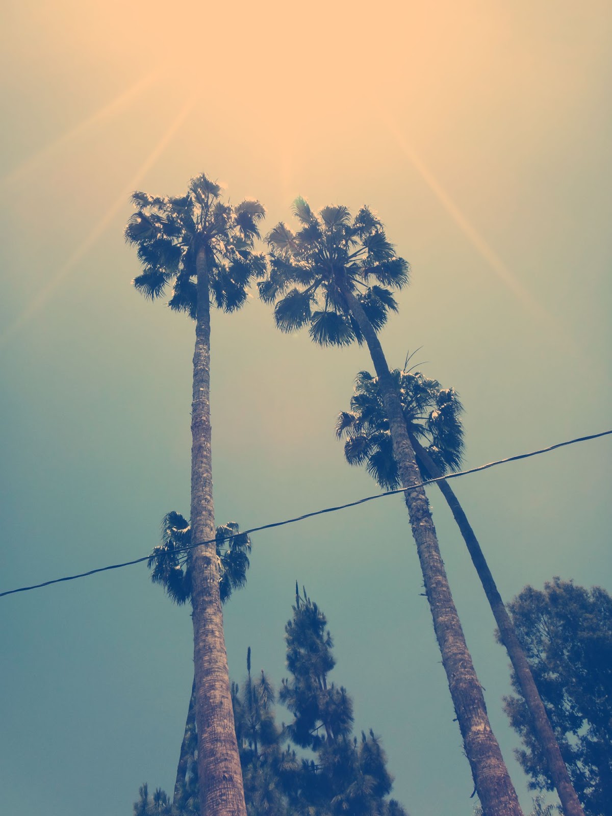 E R I C C H U A N G Palm Trees and Sunset Blvd
