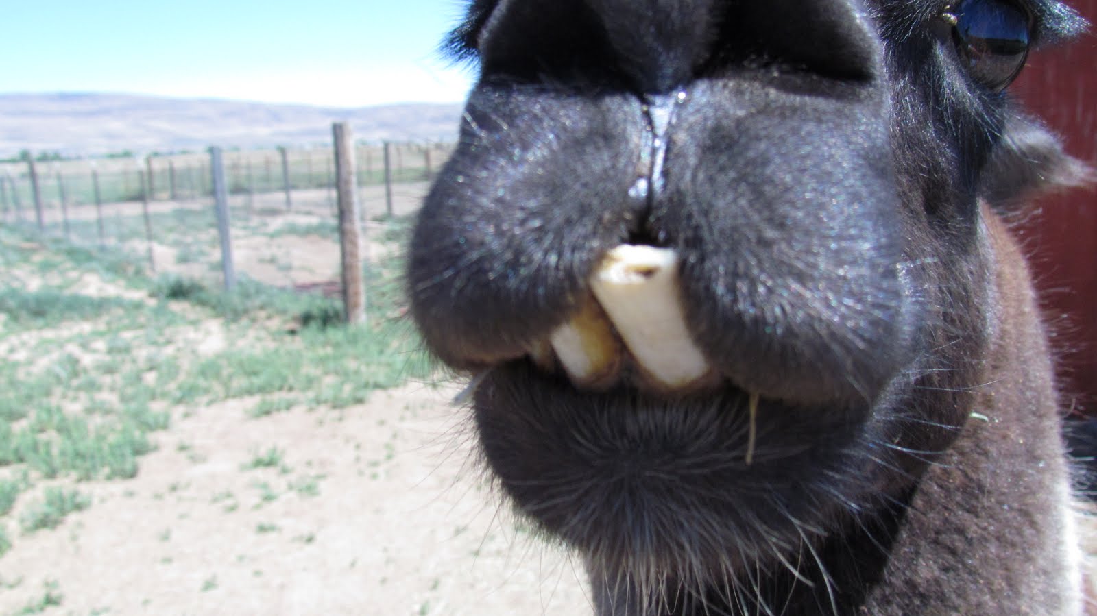 Llama Grooming Andelin Family Farm