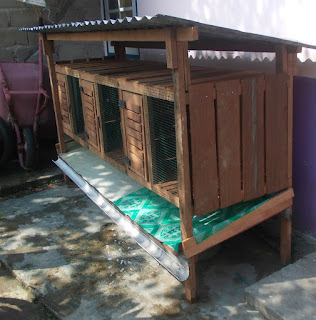 Peluang Usaha Beternak Kelinci Warga Tarakan - Info Paguntaka