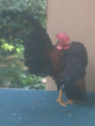 Ayam A