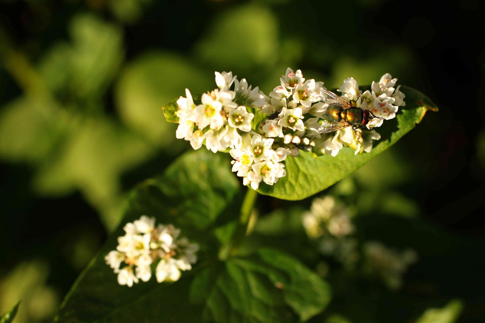 Easy Living the Hard Way Harvesting Buckwheat