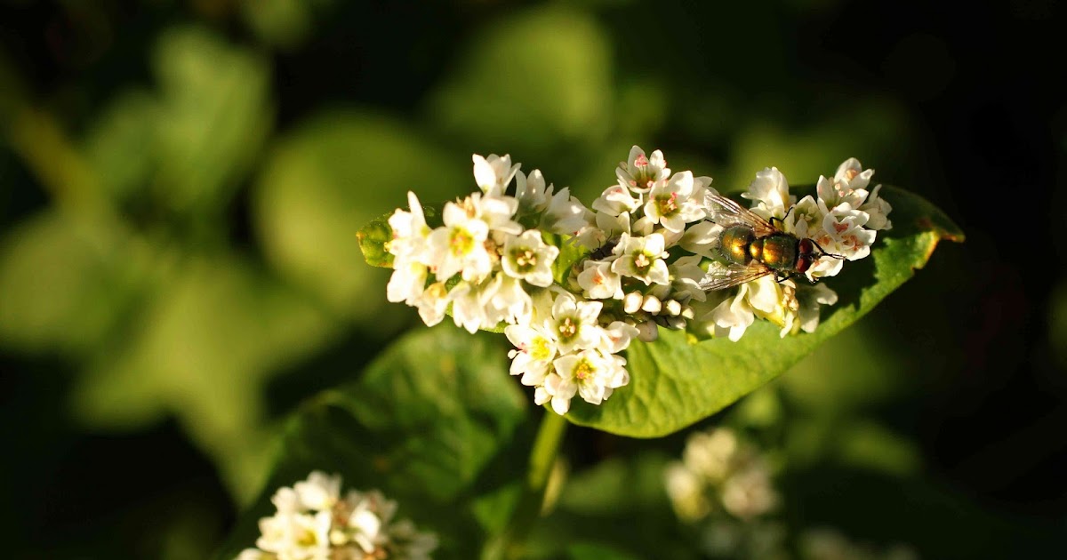 Easy Living the Hard Way Harvesting Buckwheat