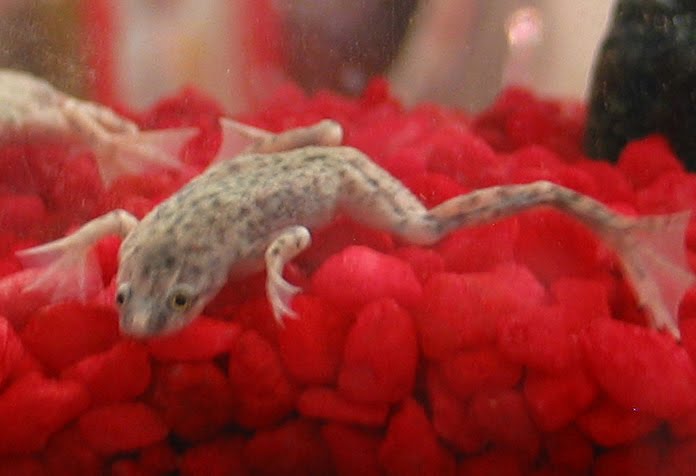 I Can Dig It!: Aquatic African Dwarf Frogs