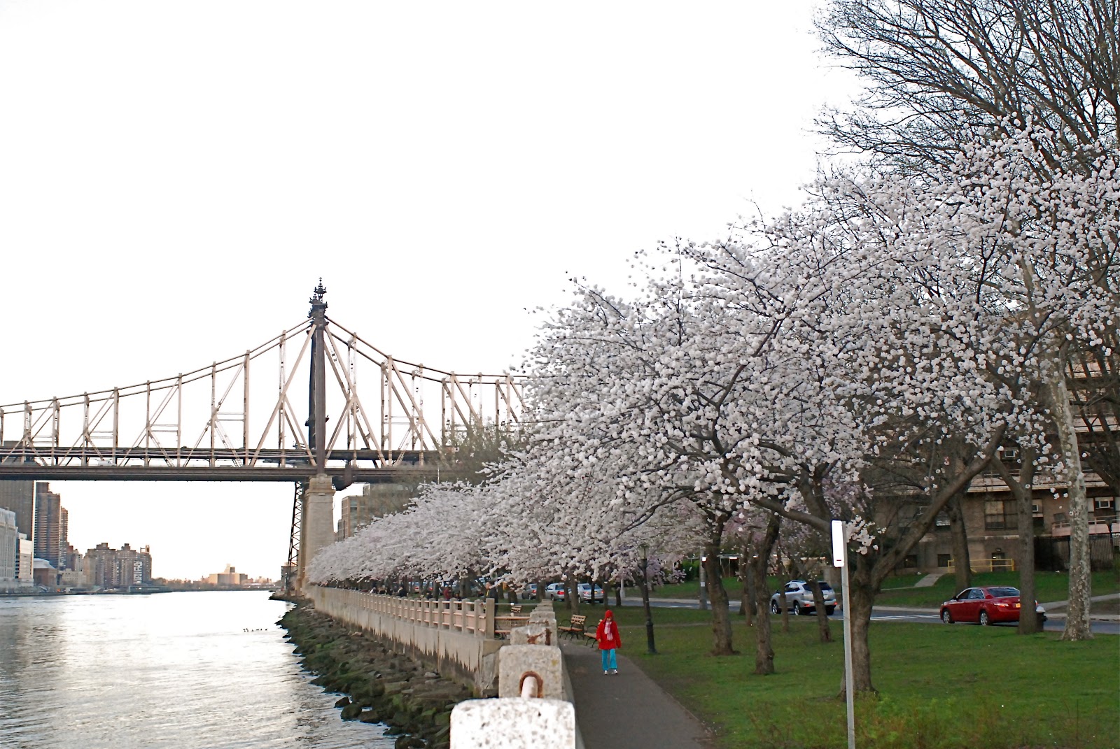 NYC ♥ NYC Cherry Blossoms on Roosevelt Island