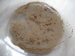 activating dried yeast