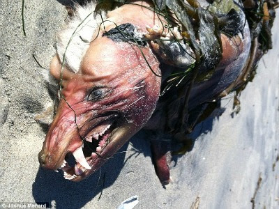 chupacabras encontrado en la playa en san diego 2012