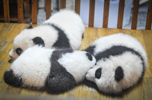 Inilah 15 Fakta Unik Panda Yang Jarang Kamu Ketahui!