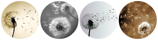 Dandelion Psyche