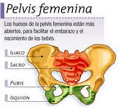 DOLOR EN LA PELVIS EN EL EMBARAZO dolor en la pelvis en el embarazo: