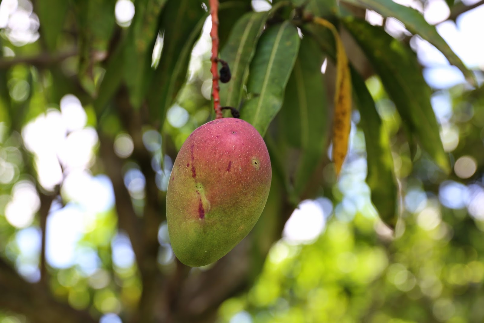 Sweet Southern Days Tropical South Florida