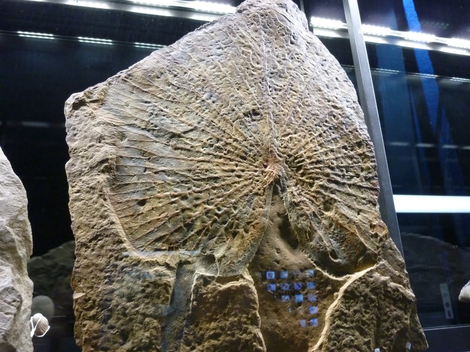 Amics del Museu Geològic del Seminari de Barcelona Amics del Museu