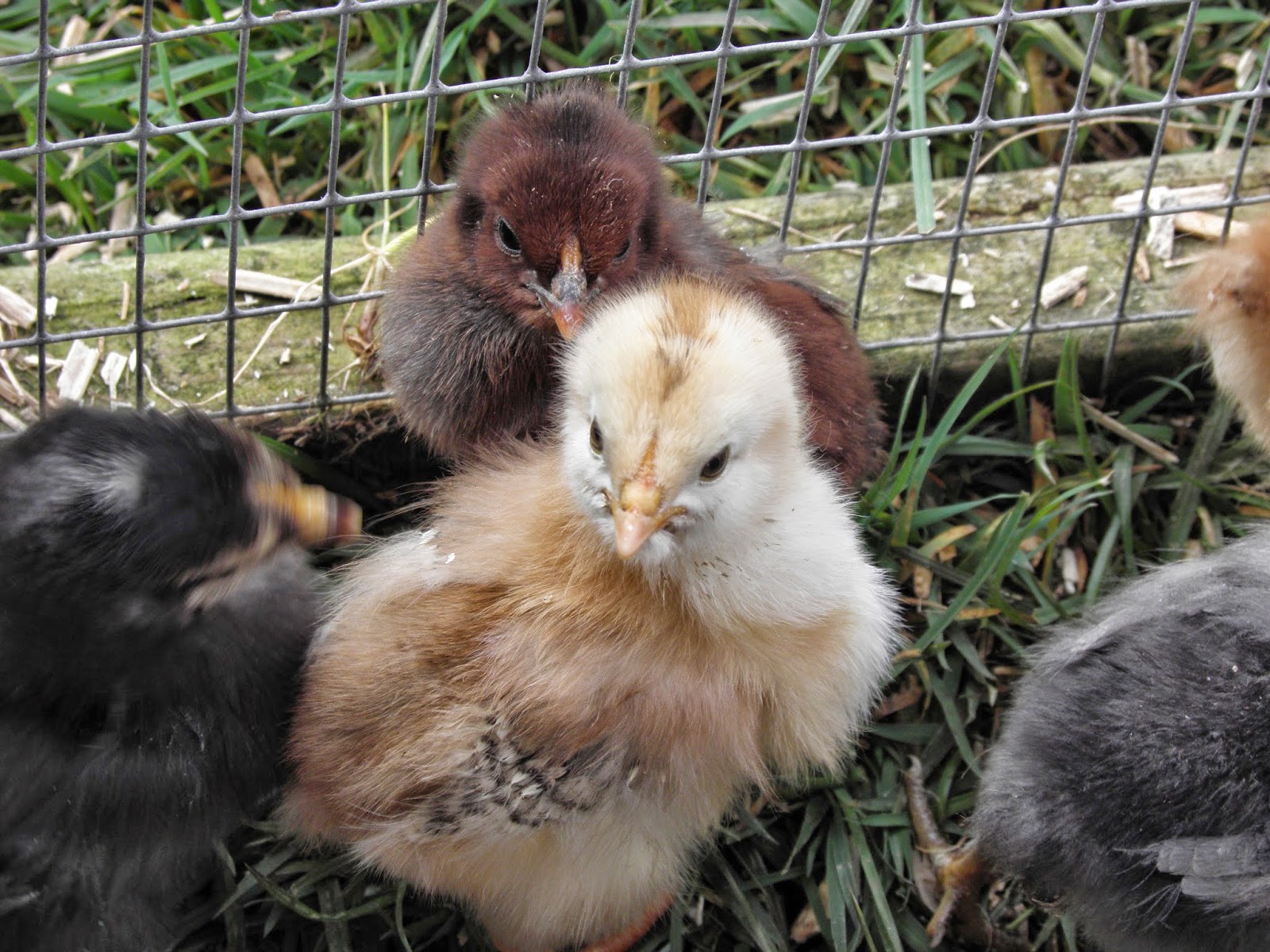 Flyte so Fancy Chicks Naturally Rearing Chicks