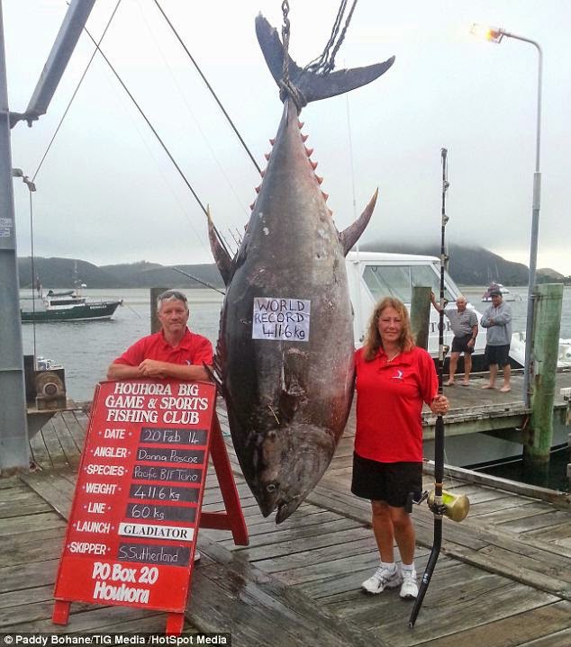 Picture Fisherwoman Catches World Record 411.6KG Tuna (worth $2.02m or 1,769 tins)