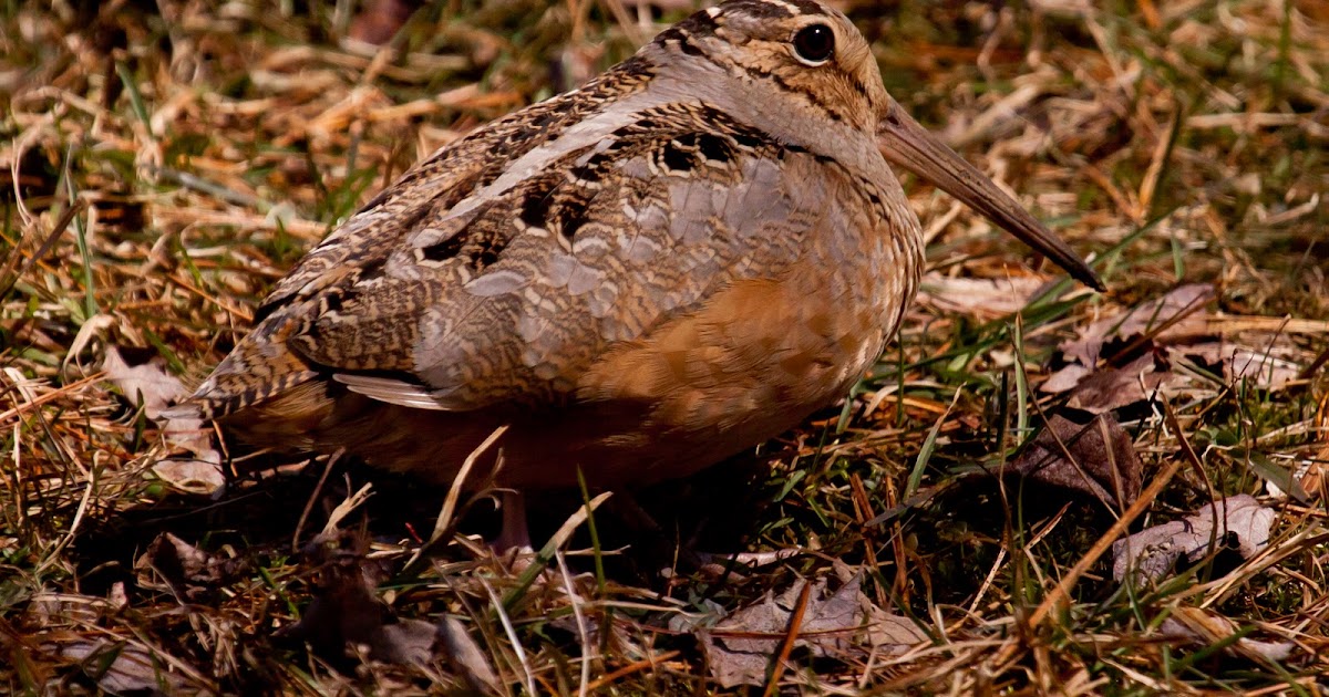 Download free Gregory And The Hawk The Boats And Birds Ep Zip software