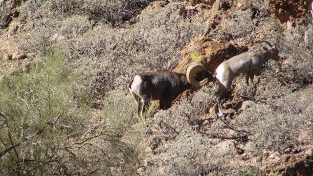 AZ+Desert+Sheep+Hunt+Photos+Big+Rams+Arizona+Desert+Bighorn+Sheep+Society+pics+with+Colburn+and+Scott+Outfitters+33.JPG