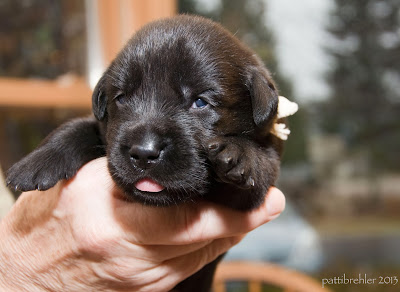 A small black puppy is being held in a person's hand. The eyes are just opening and the tongue is just sticking out.
