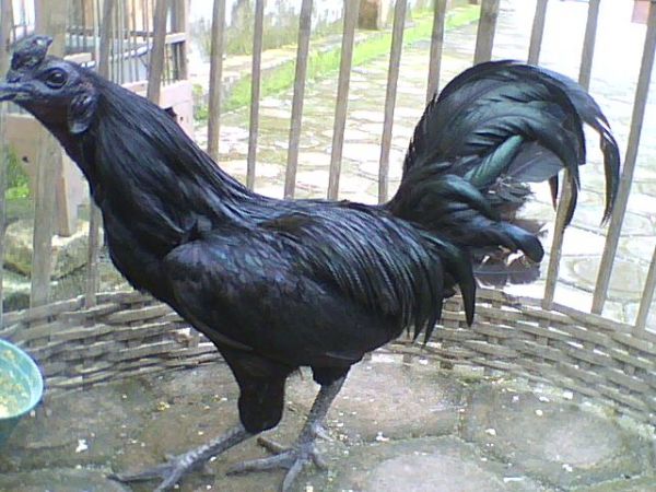 Ayam Cemani