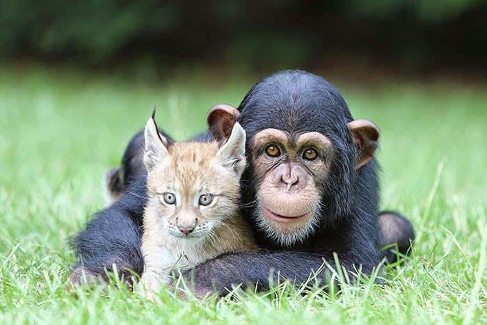 #16 Baby Chimp And Lynx - Unusual Animal Friendships That Are Absolutely Adorable! #16 Baby Chimp And Lynx - Unusual Animal Friendships That Are Absolutely Adorable!