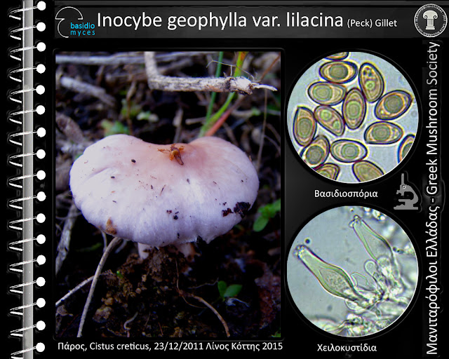 Inocybe geophylla var. lilacina (Peck) Gillet