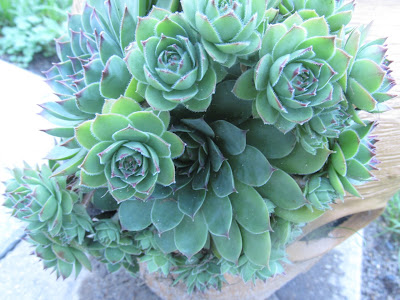 Hen and chicks in my strawberry pot