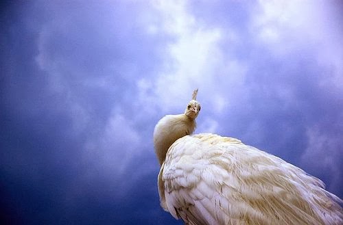 30+ Animal Photography Examples for your Inspiration 30+ Animal Photography Examples for your Inspiration